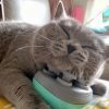 Masajeador eléctrico para gatos - Imagen 2